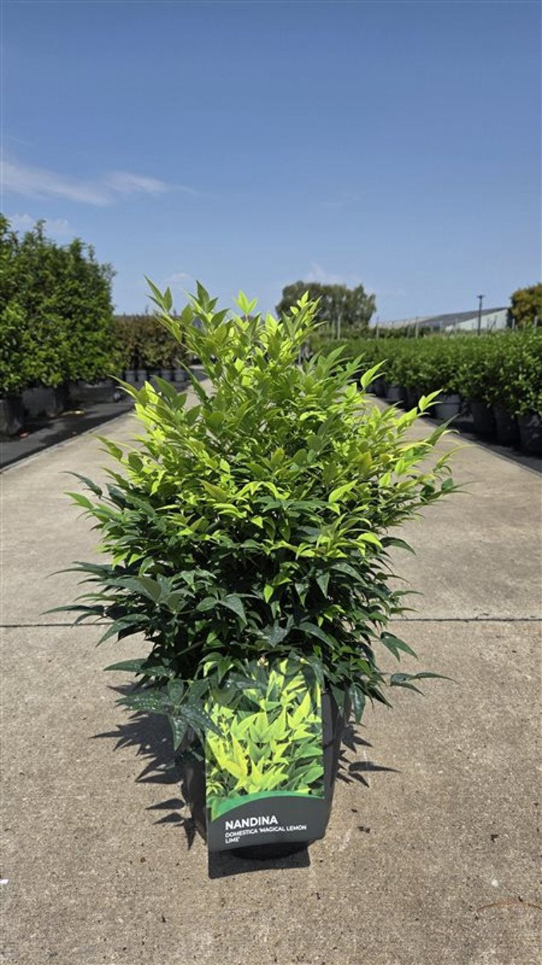 Nandina domestica 55cm 27cm Pot