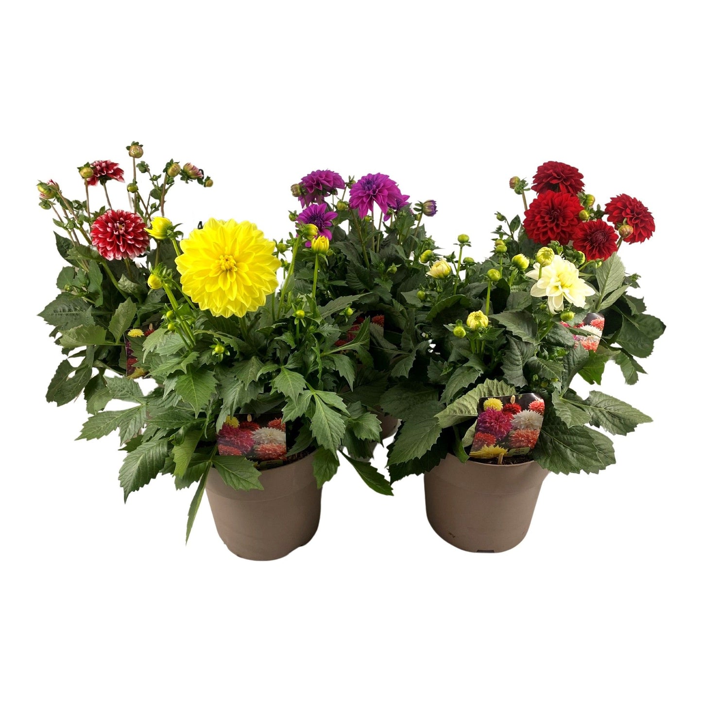 Dahlia Dalina Maxi mix 55cm 23cm Pot