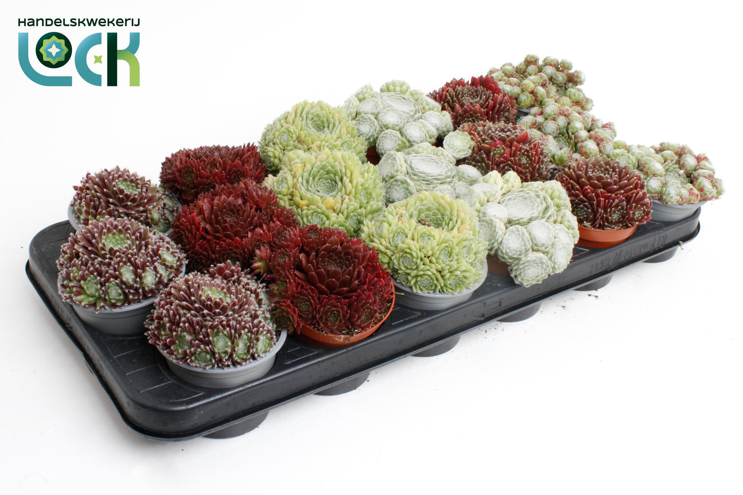 Sempervivum mix 10cm Special Pot (508)