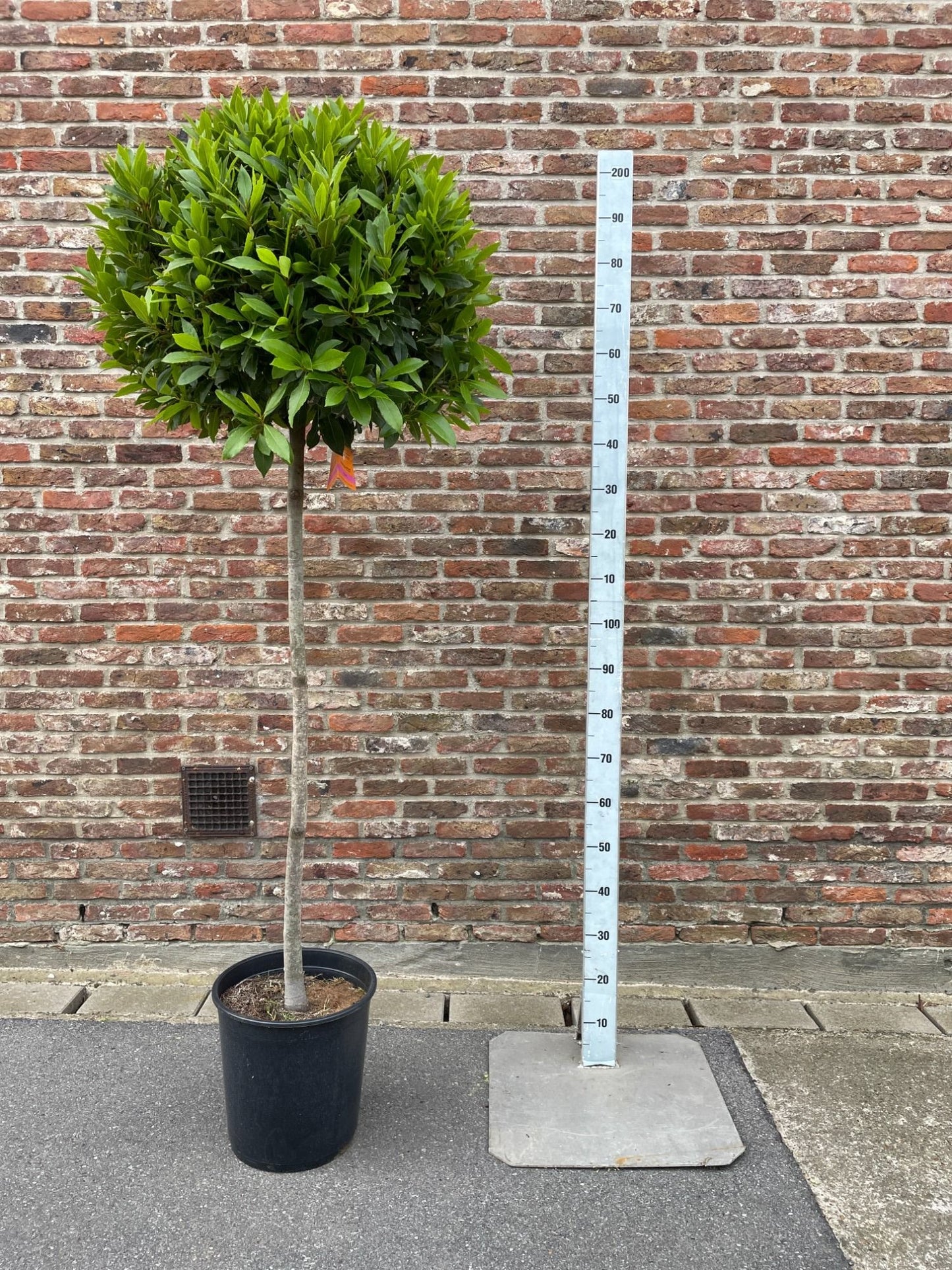 Laurus ball 5/4 standard 200cm 30cm Pot