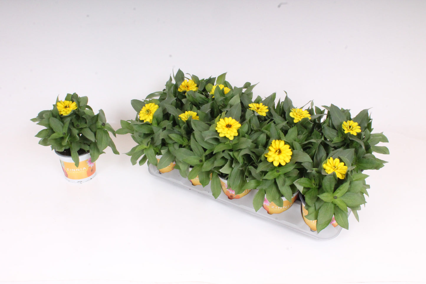 Zinnia Double Zahara Yellow 30cm 12cm Pot