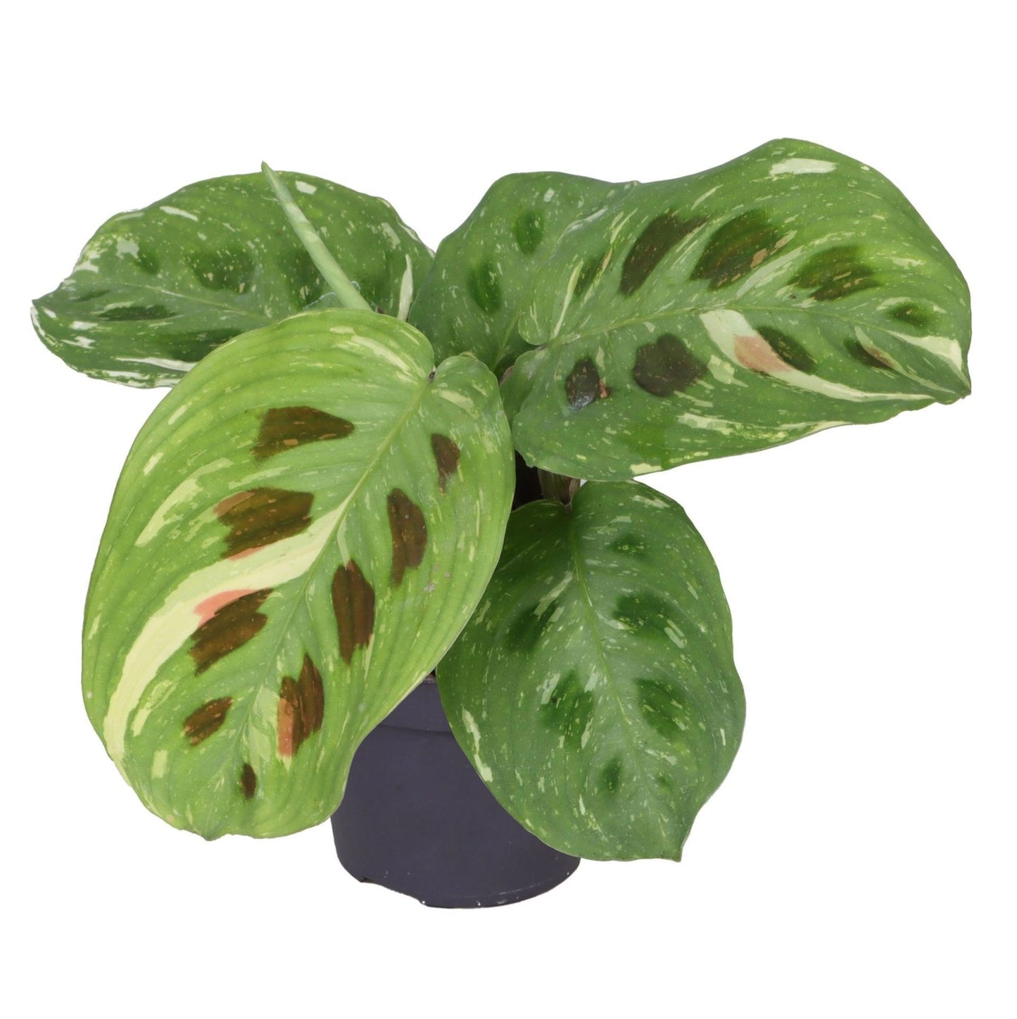 Maranta leuconeura 14cm 6cm Pot