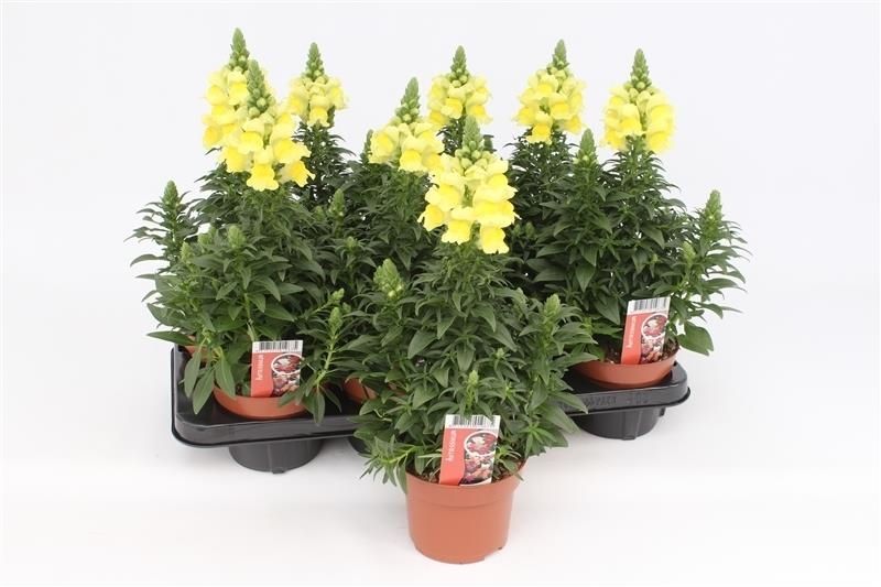 Antirrhinum yellow 35cm 13cm Pot