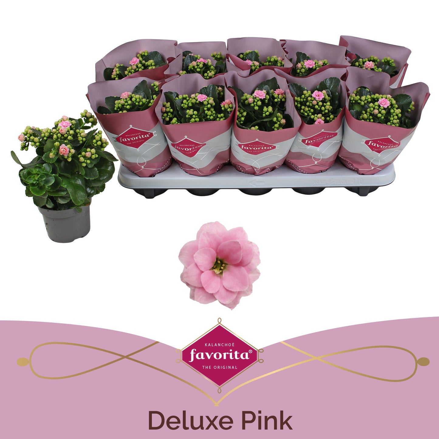 Kalanchoe Perfecta Pink 22cm 510cm Pot