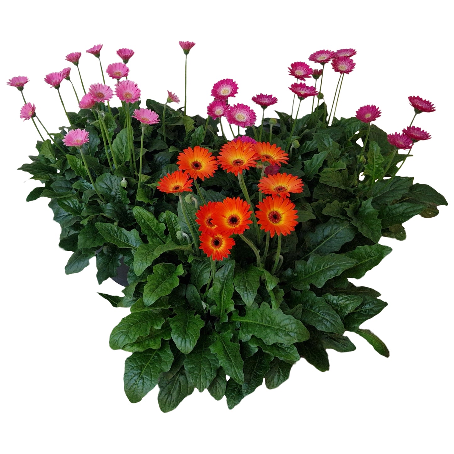 Gerbera Garvinea mix 45cm 32cm Pot