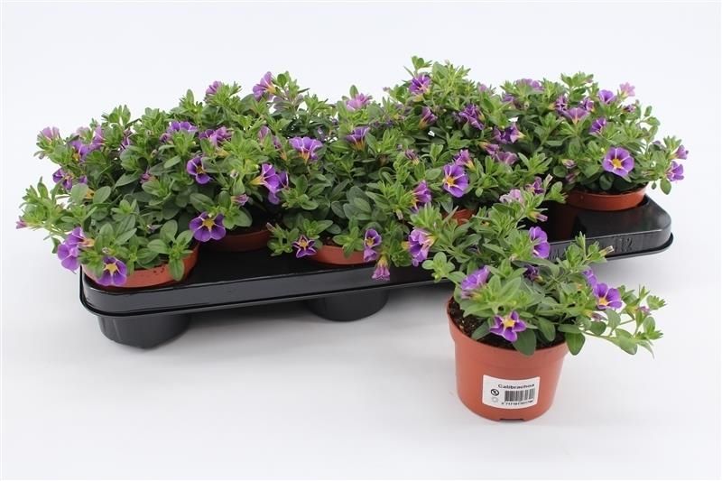 Calibrachoa Rave Blue Striped 15cm 510cm Pot