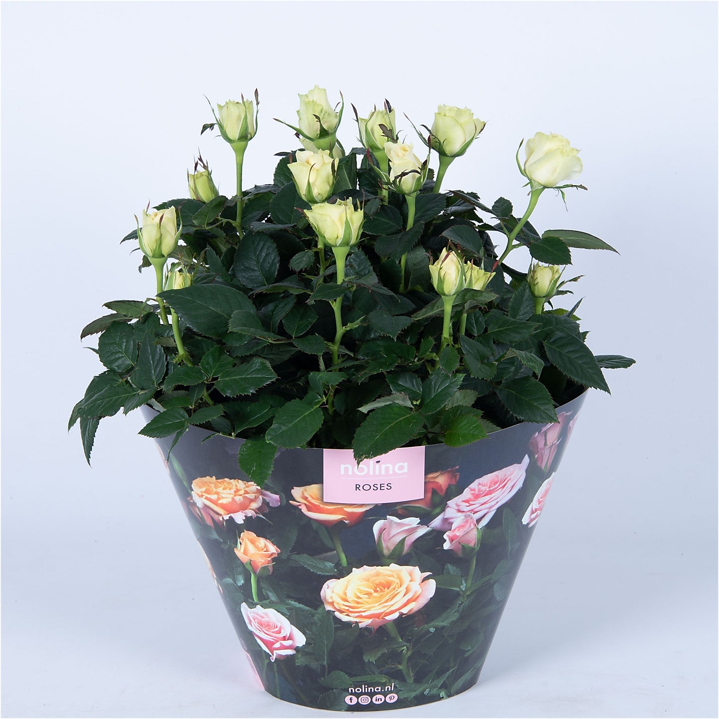 Rose Patiohit white 38cm 23cm Pot