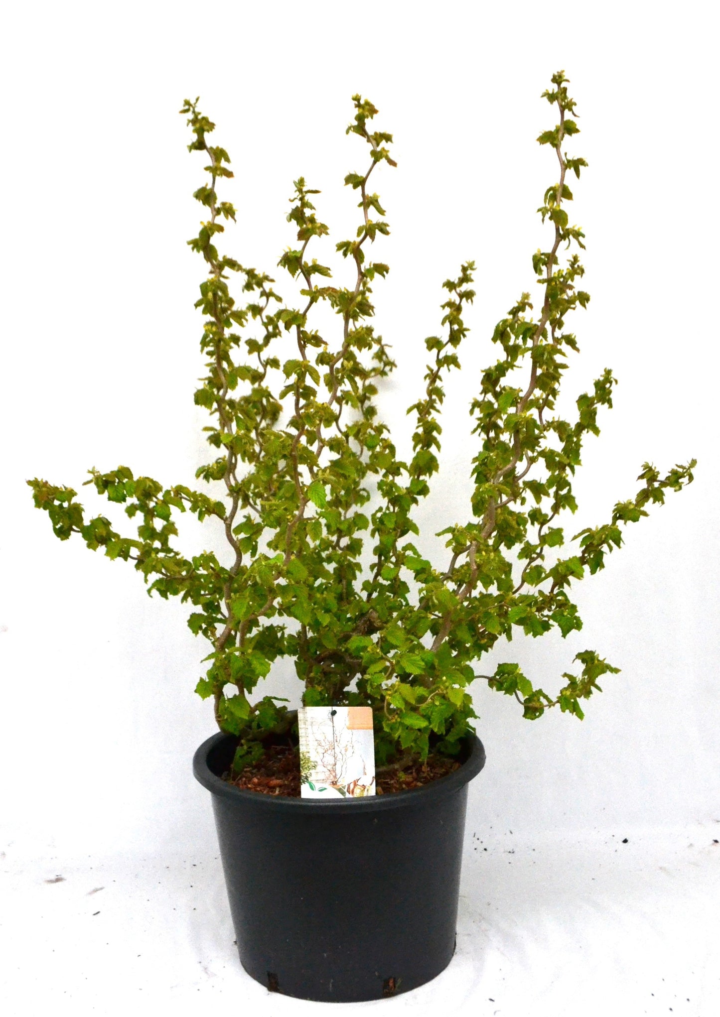 Corylus avellana 50cm 30cm Pot