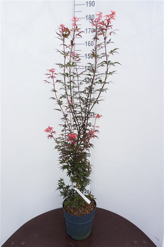 Acer palm. Skeeters Broom 125cm 27cm Pot