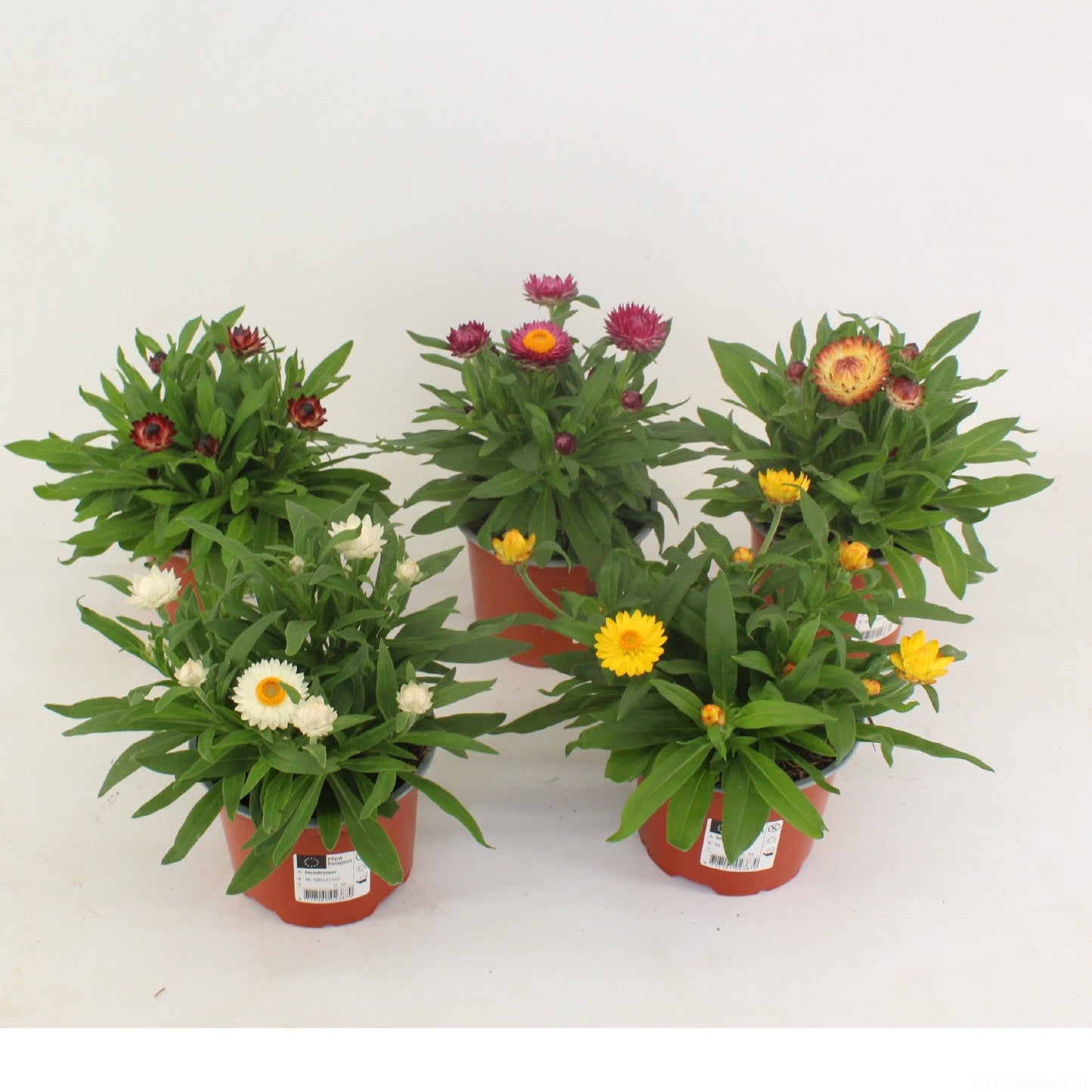 Xerochrysum Mohave mix 25cm 12cm Pot