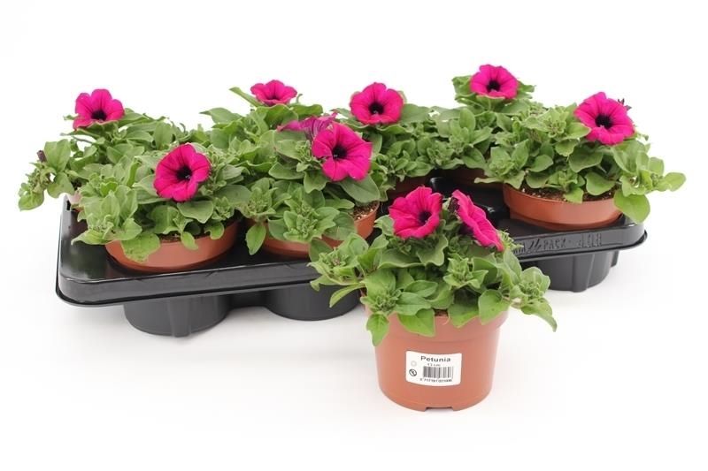 Petunia Purple 15cm 13cm Pot