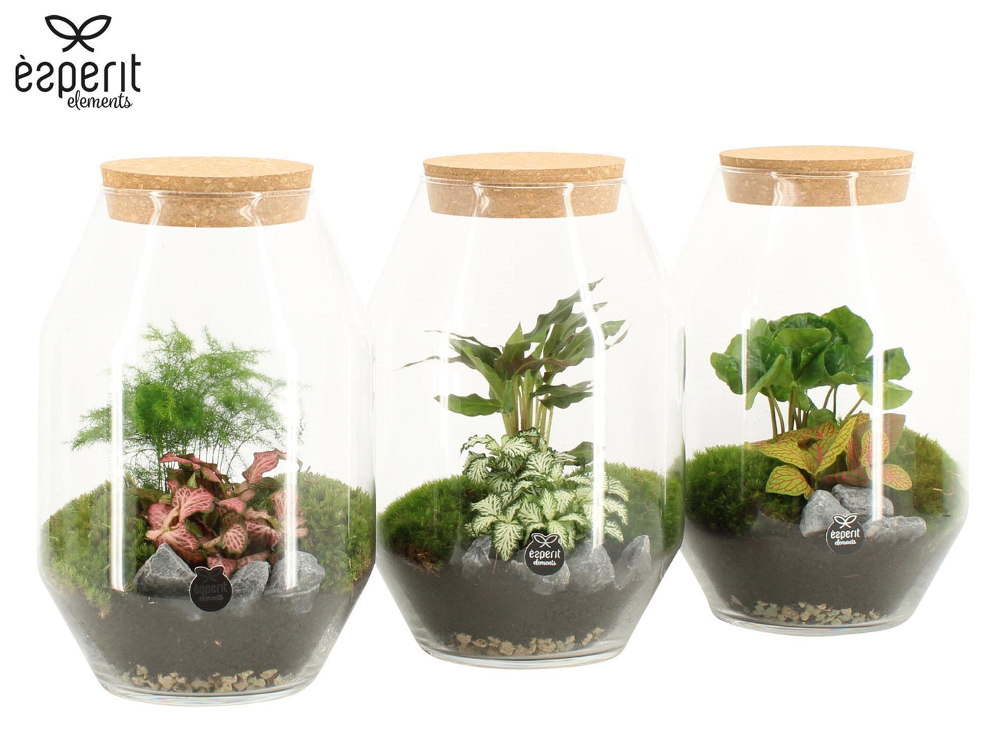 Glass Terrarium 25cm 17cm Pot