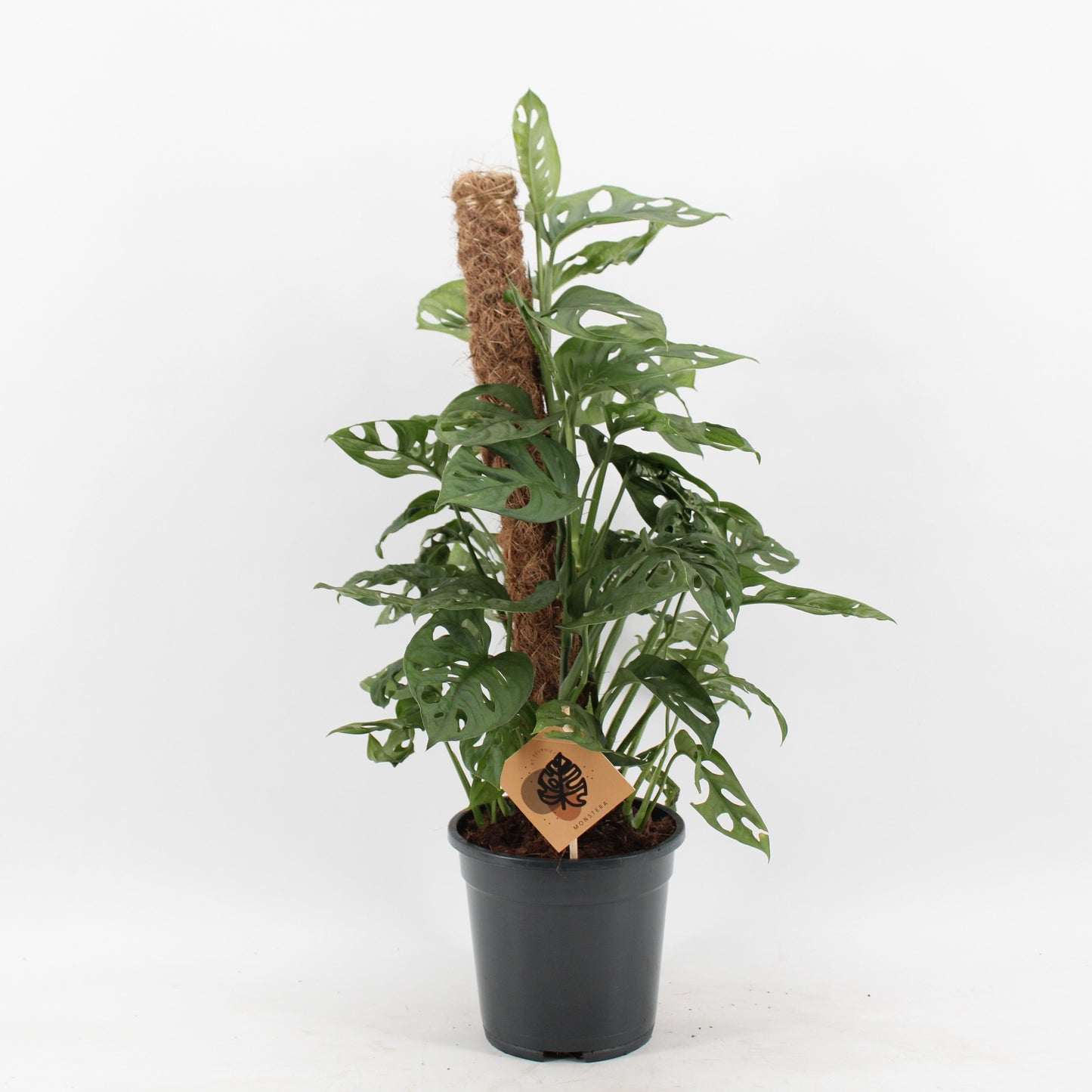 Monstera Monkey Leaf mosspole 65cm 17cm Pot