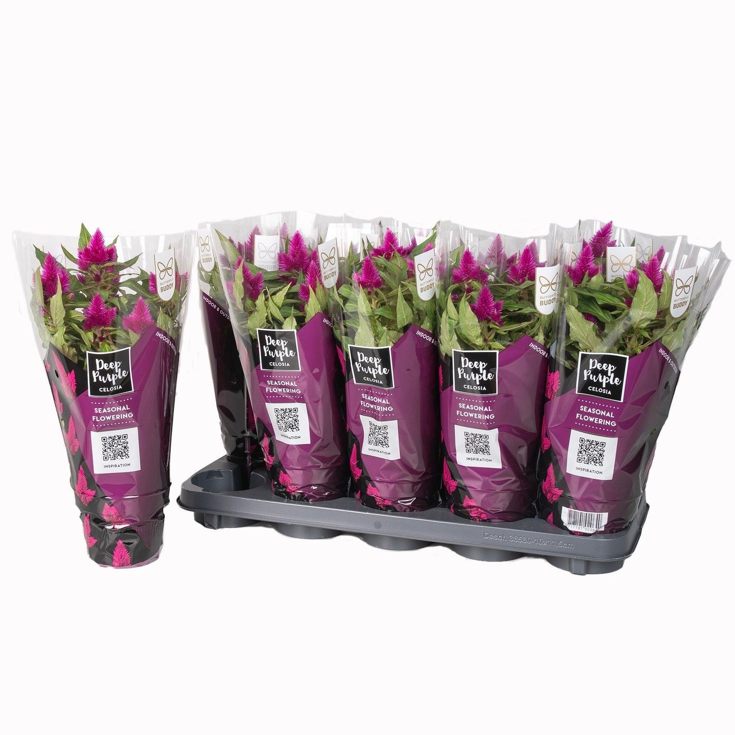 Celosia Deep Purple 35cm 12cm Pot