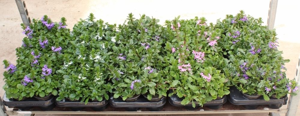 Scaevola mix 20cm 510cm Pot