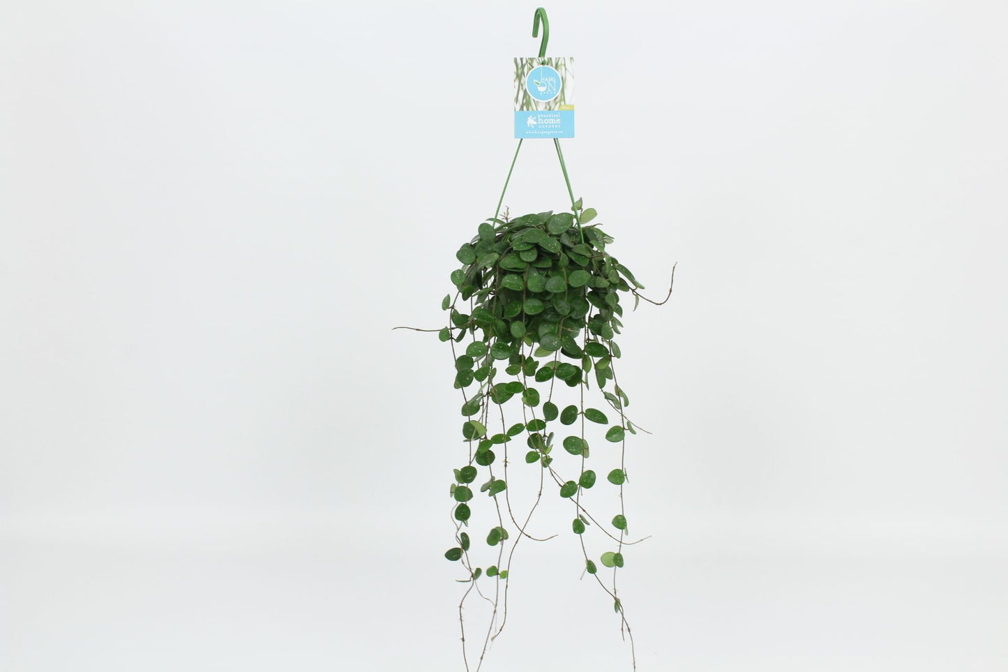 Hoya Mathilde 30cm 14cm Pot