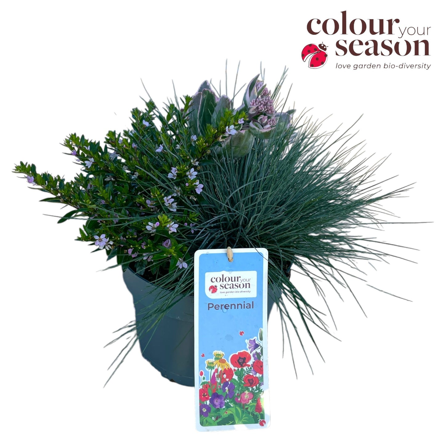 Perennials mixed in pot 35cm 19cm Pot