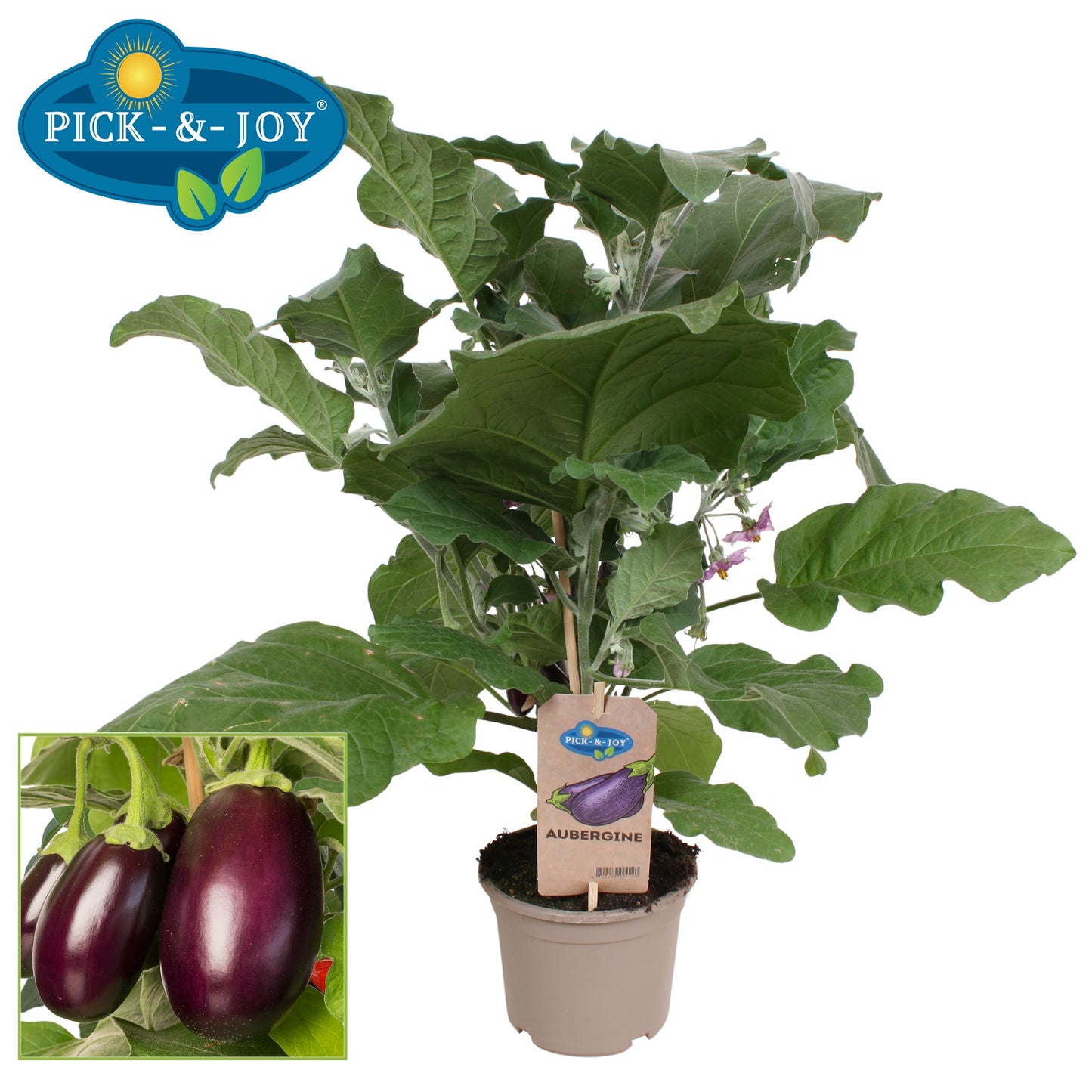 PICK&JOY Aubergine 50cm 14cm Pot