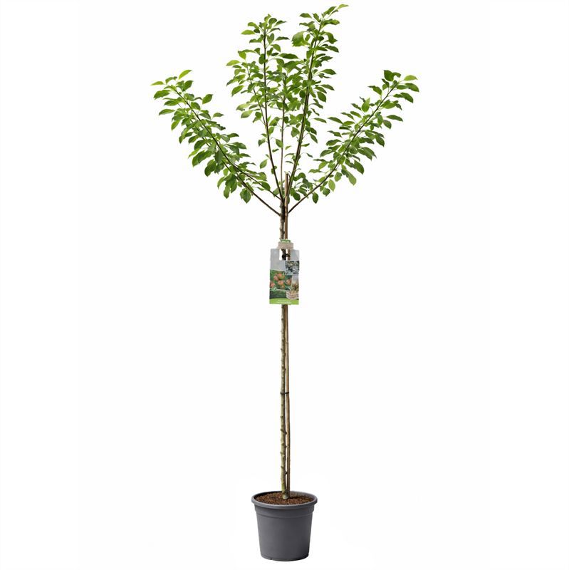 Malus Cox's Orange Pippin (Apple) 280cm 31cm Pot