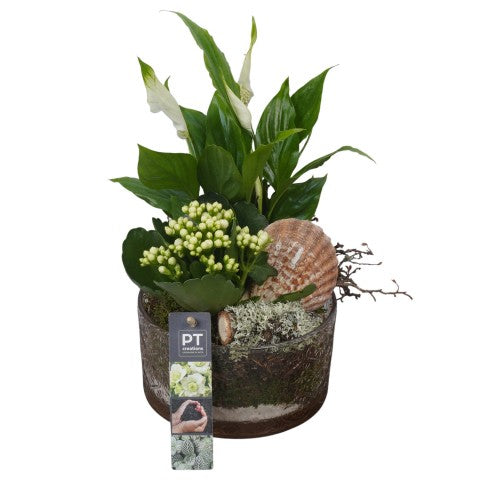 PTSUT8902 Arrangementen kamerplanten 30cm 15cm Pot