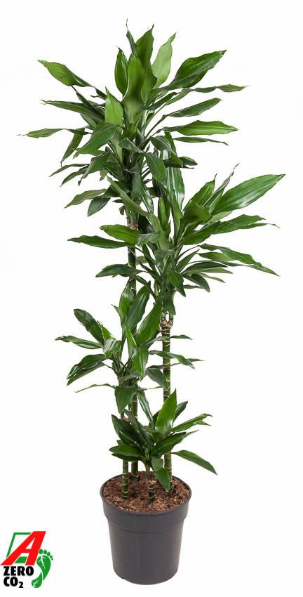 Dracaena fragrans Janet Lind 90-60-30-15 150cm 27cm Pot