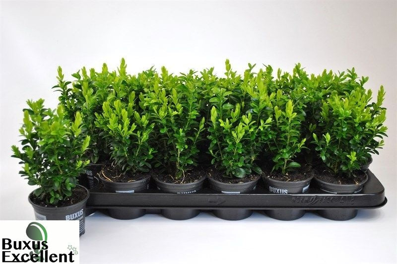 Buxus sempervirens ball 26cm 9cm Pot