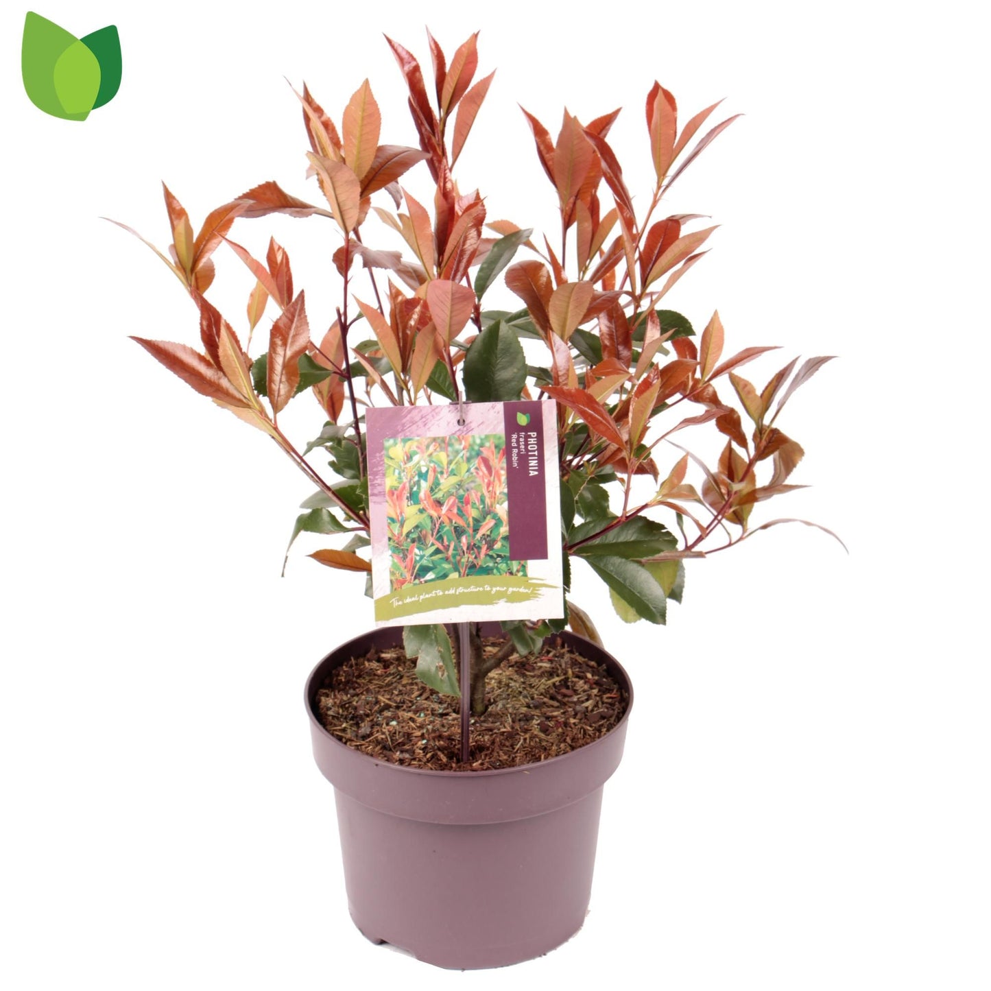 Photinia fra. Red Robin 50cm 23cm Pot