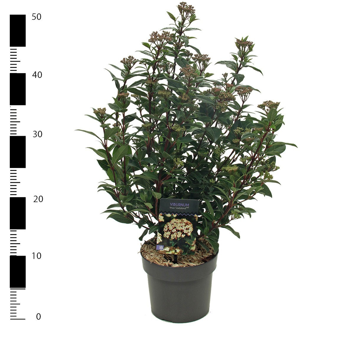 Viburnum tinus Spirit 30cm 17cm Pot