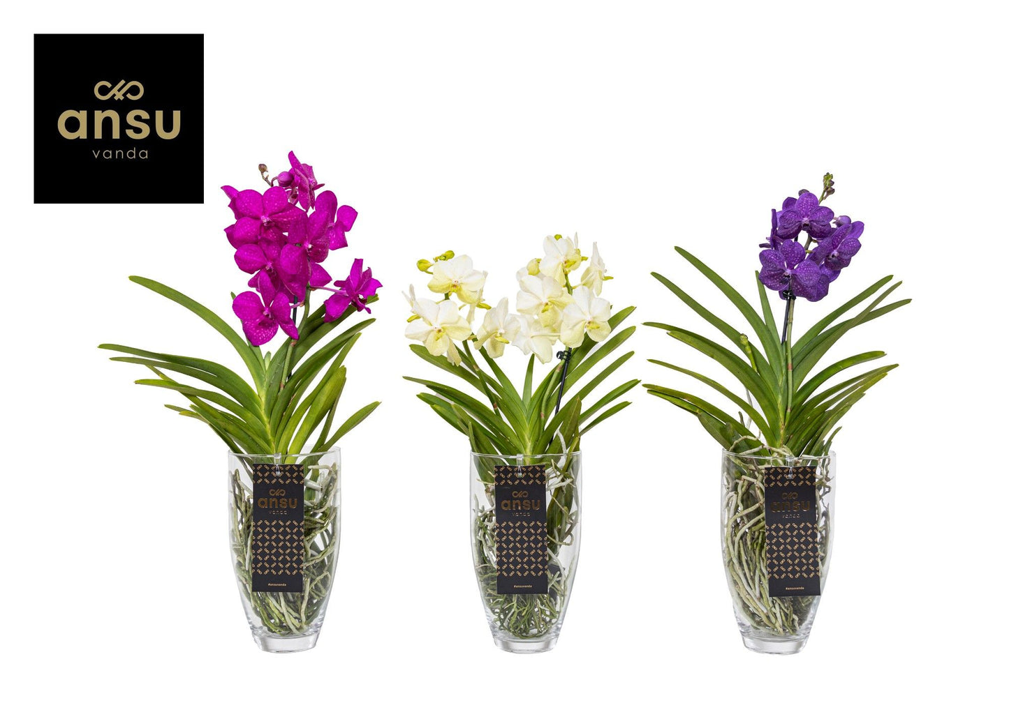 Vanda Charlotte mix 60cm 14cm Pot