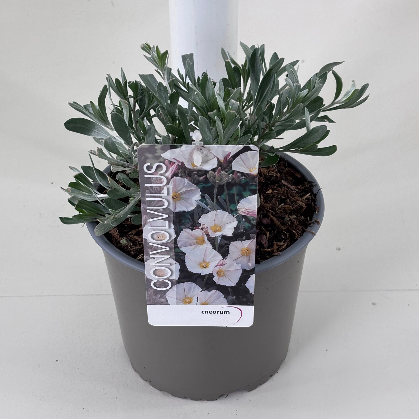 Convolvulus cneorum 20cm 19cm Pot