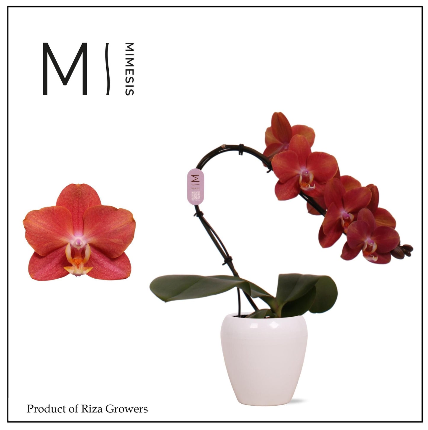 Phalaenopsis Orange Swan (+ drp.ceramic) 35cm 7cm Pot