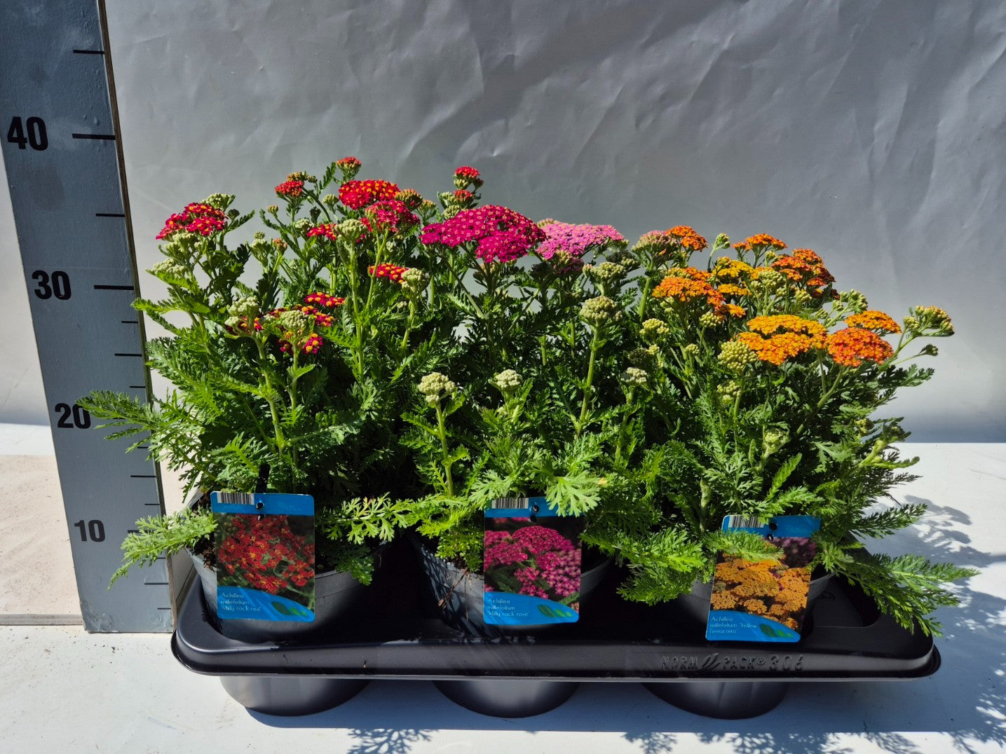 Achillea mil. Milly Rock mix 35cm 17cm Pot