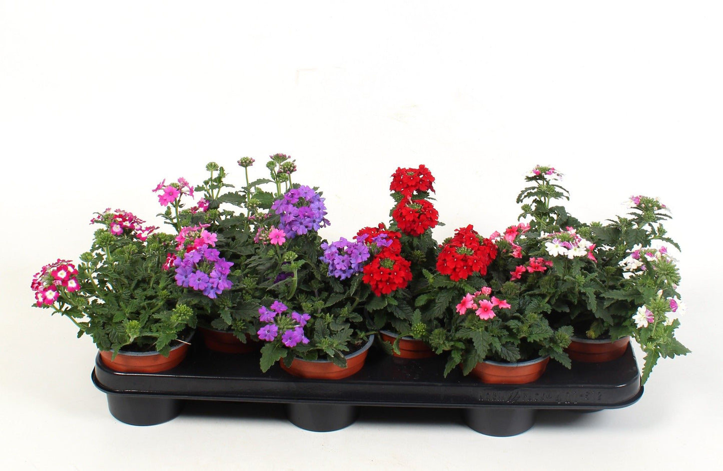 Verbena mix 15cm 510cm Pot