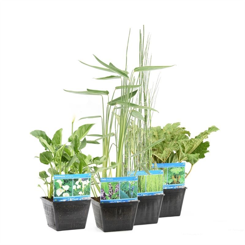 Waterplants 25cm 25cm Pot