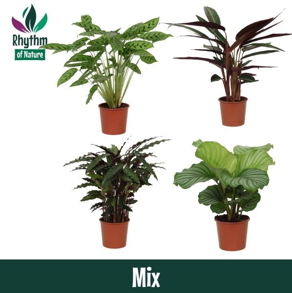 Calathea mix 65cm 17cm Pot