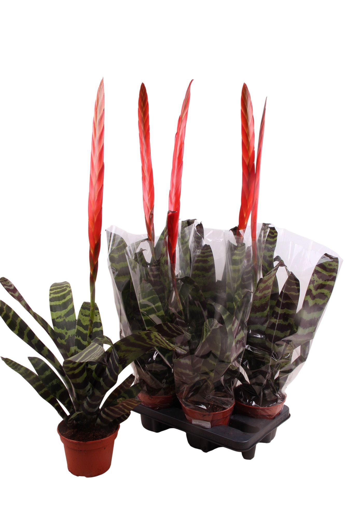 Vriesea Era 60cm 15cm Pot