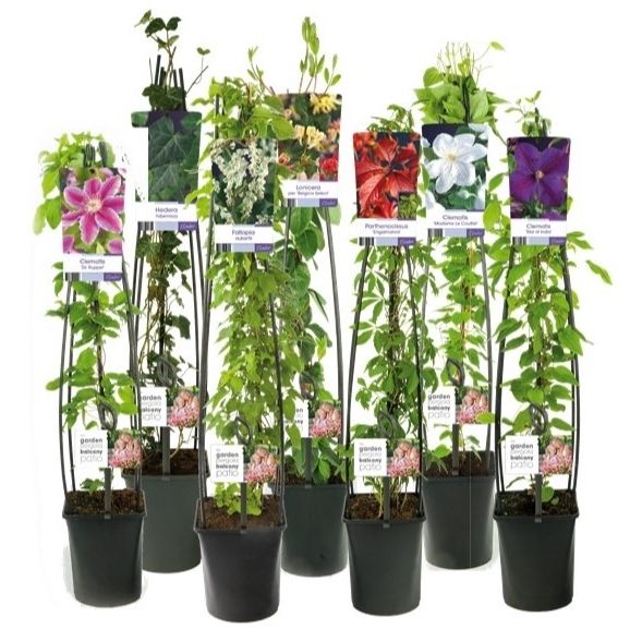 Climbers Mix 115cm 23cm Pot