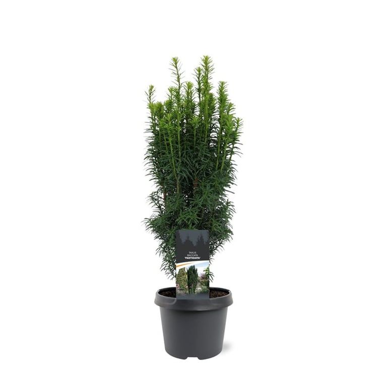 Taxus bac. Fastigiata 45cm 19cm Pot