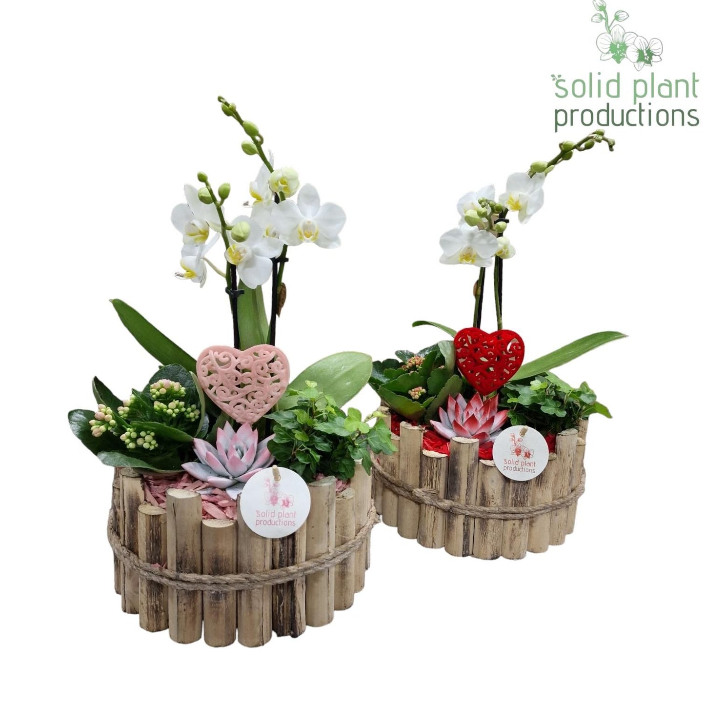 arr. Phalaenopsis HVPE002RP 45cm 23cm Pot
