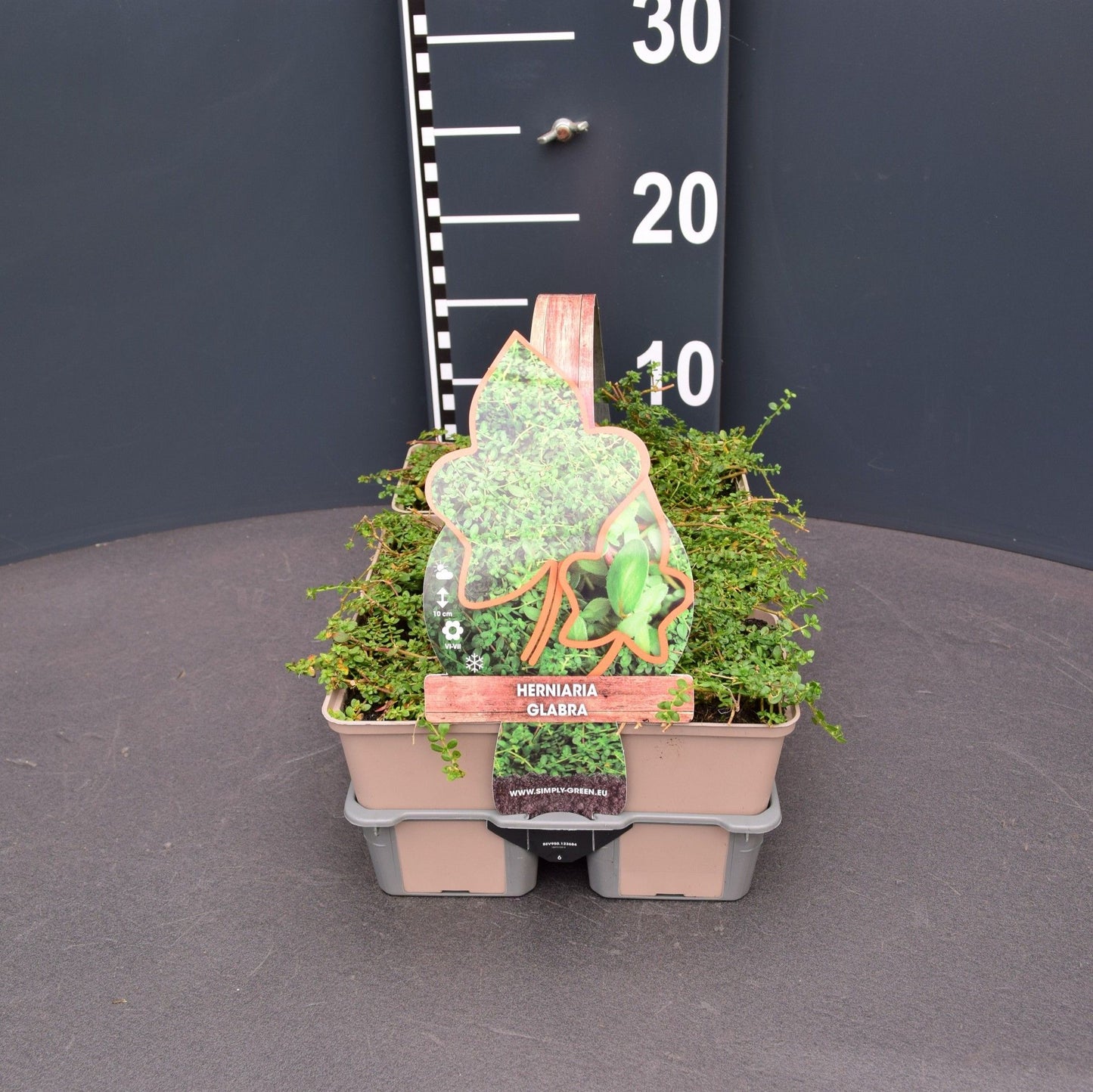 Herniaria glabra 5cm 9cm Pot