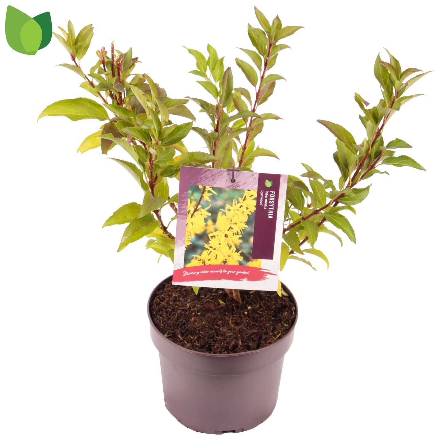 Forsythia int. Lynwood 55cm 19cm Pot