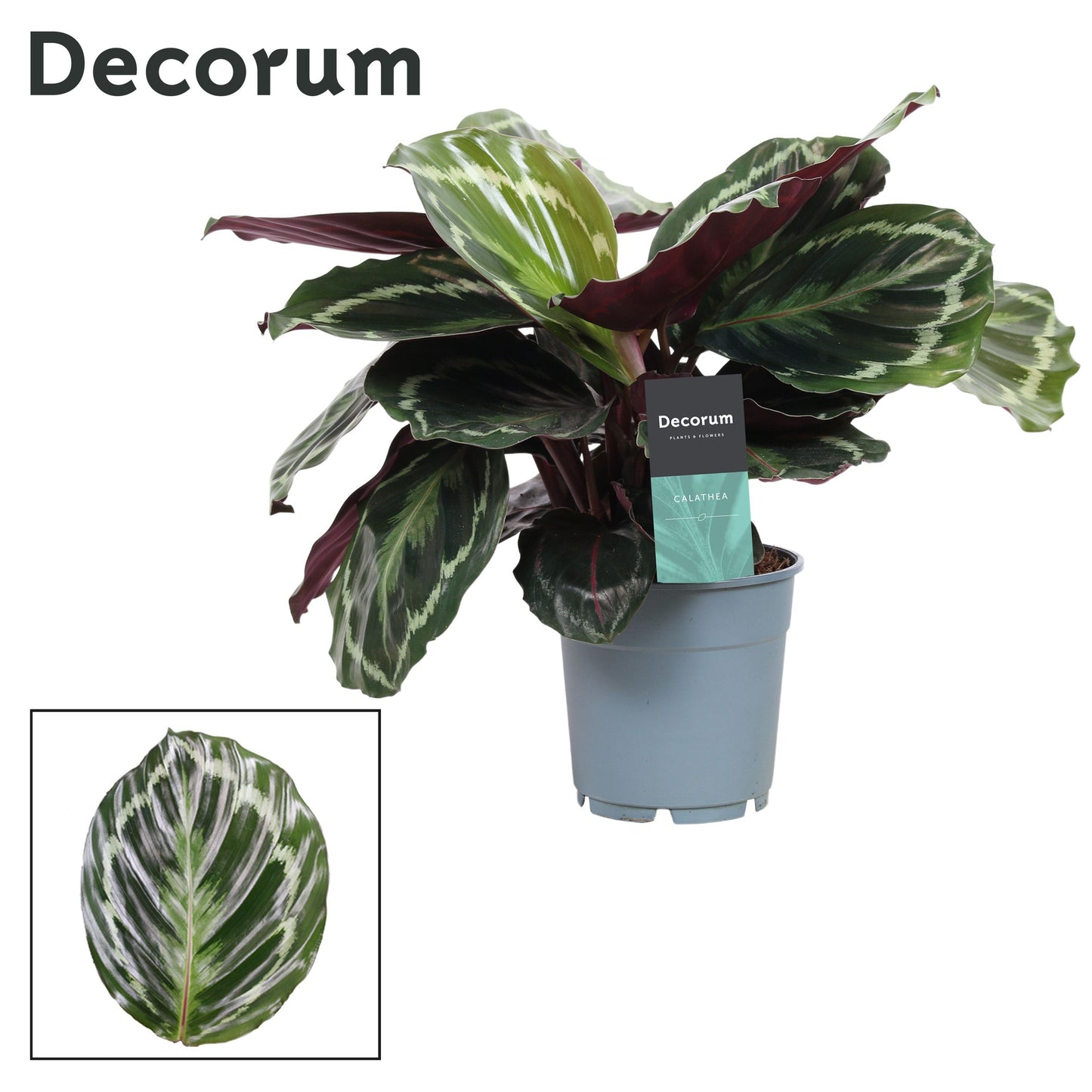 Calathea Medallion 30cm 12cm Pot