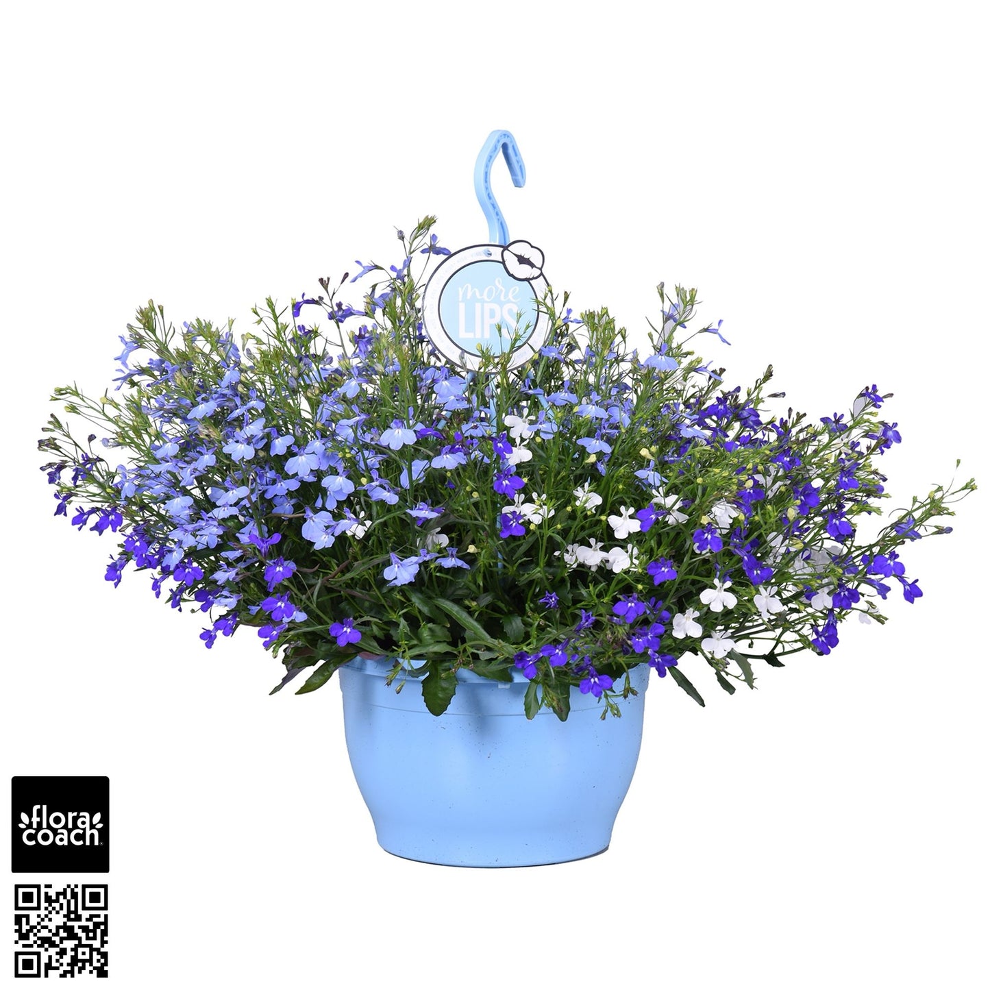 Lobelia Trixie Fashion 50cm 25cm Pot