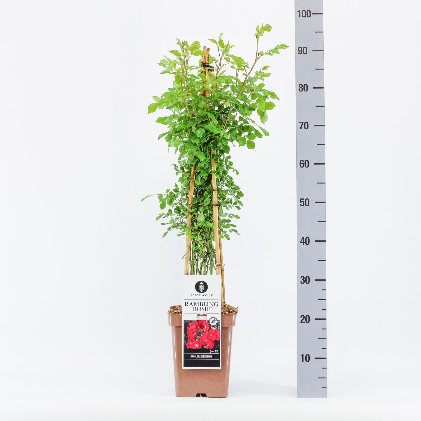 Rose Rambler Rambling Rosie (Austin) 70cm 23cm Pot