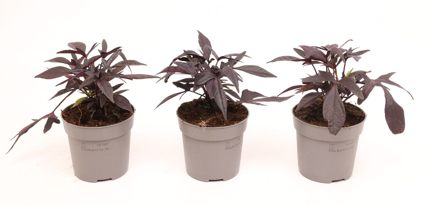 Ipomoea batatas Blackie 20cm 510cm Pot