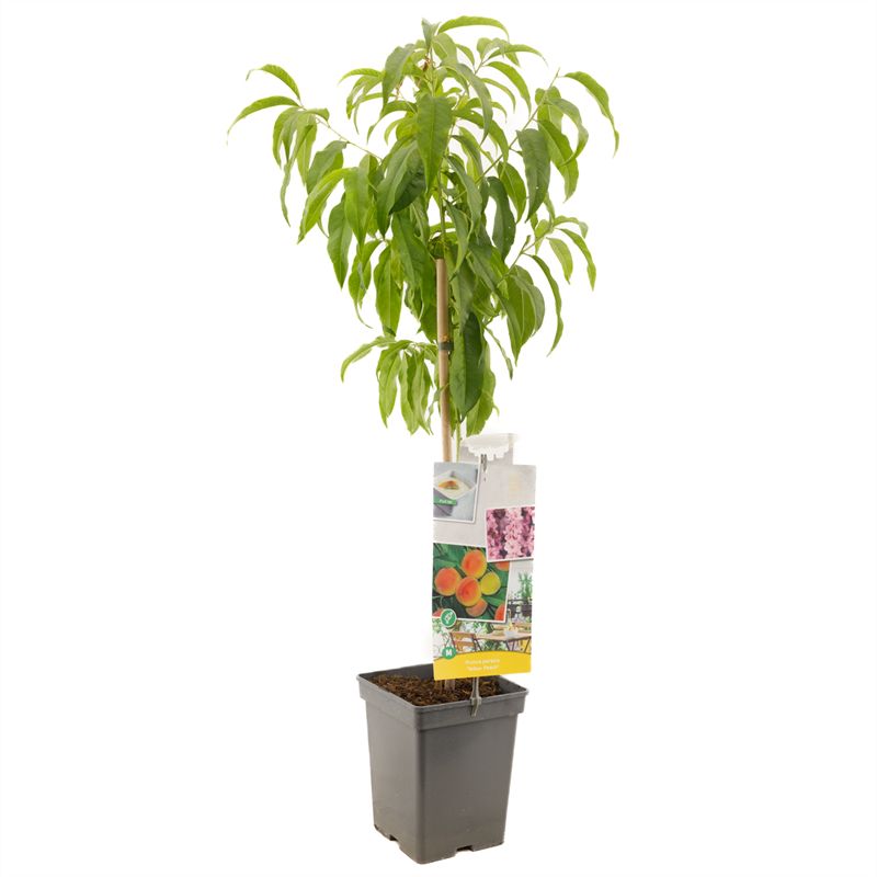 Prunus Yellow Peach 90cm 18cm Pot