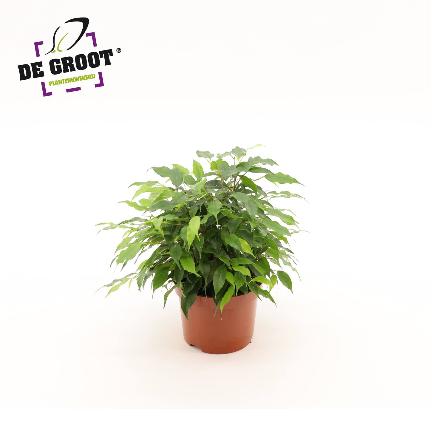Ficus benj. Green Kinky 27cm 12cm Pot