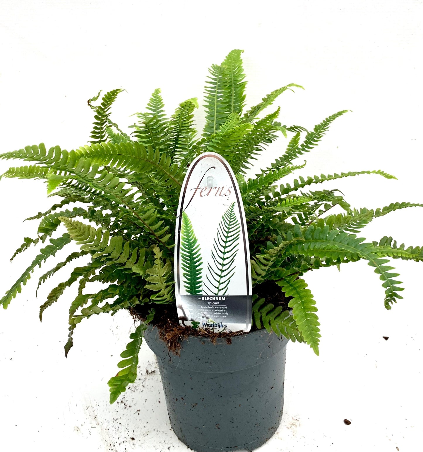Blechnum spicant 25cm 15cm Pot