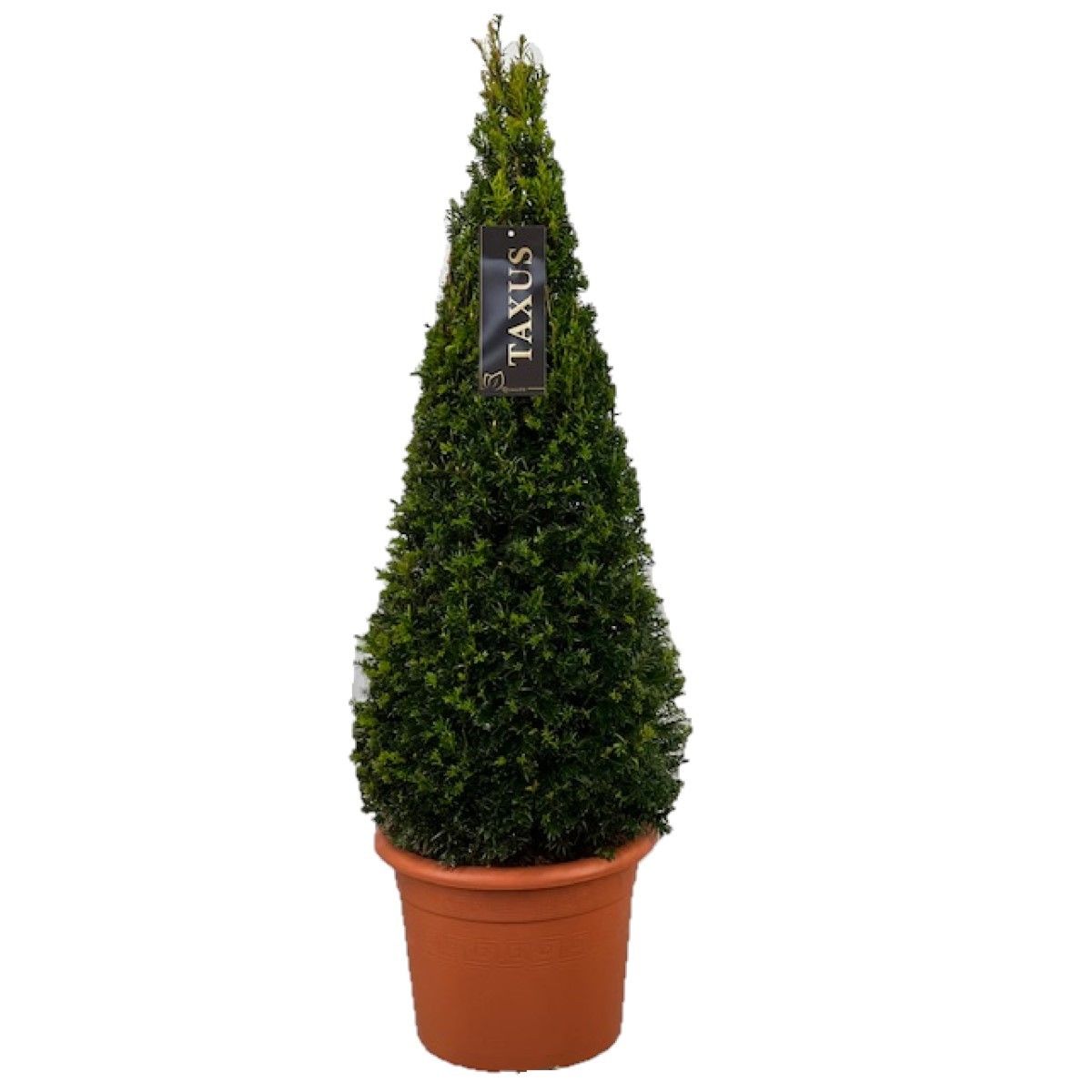 Taxus baccata pyramid 75cm 24cm Pot