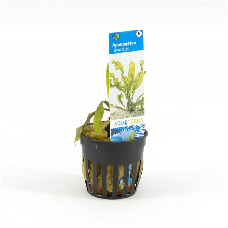 Aponogeton undulatus 10cm 5cm Pot